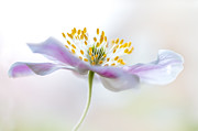 Wood Anemone Photograph by Mandy Disher