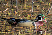Wood Duck  #2 Photograph by Carl Olsen