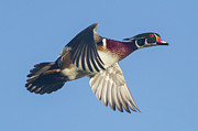 Wood Duck in Fight Photograph by Mark Miller Wood Duck in Fight Photograph by Mark Miller