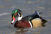 Wood Duck, Sechelt Marsh Photograph by Carl Olsen