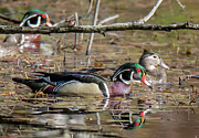 Wood Ducks Photograph by Carl Olsen