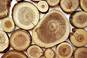 Wood Slices- Art by Linda Woods Mixed Media by Linda Woods