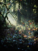 Woodland Mystery Photograph by Lynn Wohlers