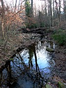 Woodlands Photograph by Mafalda Cento