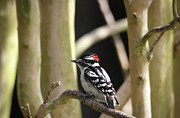 Downy Woodpecker Photograph by Trina Ansel Downy Woodpecker Photograph by Trina Ansel