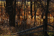 Woods - 1 Photograph by Linda Shafer