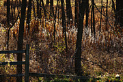 Woods - 2 Photograph by Linda Shafer