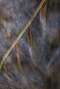 Woodwinds In Water Photograph by Deborah Hughes