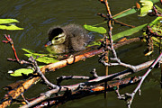 Woody Goes Exploring Photograph by Jim Garrison
