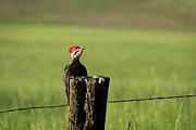 Woody Woodpecker Photograph by Andrea Silies