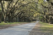 Wormsloe entrance road Photograph by Bradford Martin Wormsloe entrance road Photograph by Bradford Martin