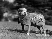Wwi, Sergeant Stubby, American War Dog Photograph by Science Source