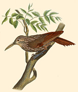 Xiphorhynchus flavigaster mentalis Drawing by Marc Athanase Parfait Oeillet Des Murs Xiphorhynchus flavigaster mentalis Drawing by Marc Athanase Parfait Oeillet Des Murs