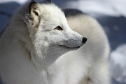 Yana the Fox Photograph by Azthet Photography