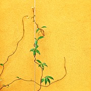 Yellow #3 Photograph by Julie Gebhardt