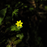 Yellow Anemone Photograph by Fred Denner
