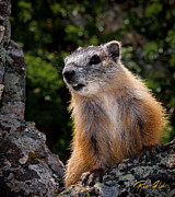 Yellow-bellied Marmot Photograph by Rikk Flohr Yellow-bellied Marmot Photograph by Rikk Flohr