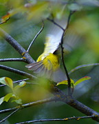 Yellow Breasted Chat in Flight Photograph by Ben Upham III