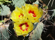 Yellow Desert Blooms Photograph by Aimee L Maher ALM GALLERY