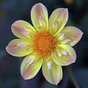 Yellow Dwarf Dahlia Photograph by Patricia Strand