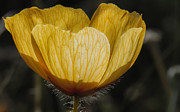 Yellow Flower 4 Photograph by Christy Garavetto