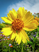Yellow Flower Photograph by Daniel Murphy