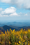 Yellow flowers along the Blue Ridge Mountains Photograph by Kim Fearheiley