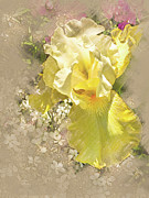Yellow Iris #1 Digital Art by Mark Mille Yellow Iris #1 Digital Art by Mark Mille