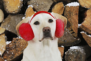 Yellow Lab In Red Earmuffs Photograph by John Daniels