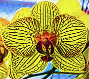 Yellow Orchid Bloom In Fauvism Digital Art by Kirt Tisdale