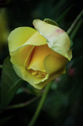 Yellow Rose of Friendship Photograph by GeeLeesa Photography and FineArt