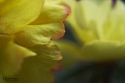 Yellow Tiny Moss Roses Photograph by Karen Musick
