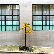 Yellow Tree Photograph by Julie Gebhardt