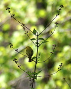 Yellow Warbler in a Tree Photograph by Ben Upham III
