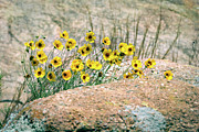 Yellow Wildflowers on the Rocks Photograph by Debra Martz Yellow Wildflowers on the Rocks Photograph by Debra Martz