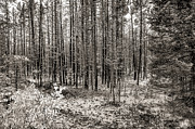 Yellowstone Fire Burn Scar Photograph by Scott McGuire
