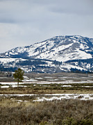 Yellowstone National Park Photograph by Rachel Morrison