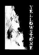 Yellowstone Wolf T-Shirt Photograph by Max Waugh