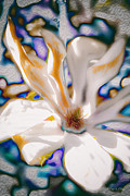 Yet Another Magnolia Photograph by Paul Vitko