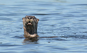 You Otter Know Photograph by Vivian Martin You Otter Know Photograph by Vivian Martin