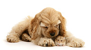 You'll be Fine, Little Guy Photograph by Warren Photographic You'll be Fine, Little Guy Photograph by Warren Photographic