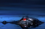 Young Alligator Photograph by Mark Andrew Thomas Young Alligator Photograph by Mark Andrew Thomas