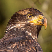 Young Bald Eagle Portrait  Photograph by Carl Olsen