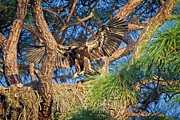 Young Eagle on Nest Photograph by Ronald Lutz Young Eagle on Nest Photograph by Ronald Lutz