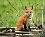 Young Fox on Barn Board Photograph by Brook Burling