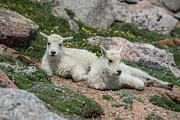 Young Mountain Goats Photograph by Gary Kochel