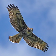 Young Red-Tailed Hawk Photograph by Carl Olsen