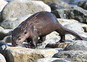 Young River Otter Photograph by Carl Olsen