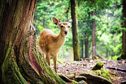 Young sika deer in Nara Park Photograph by Jane Rix Young sika deer in Nara Park Photograph by Jane Rix