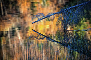 Zaffre Autumn Photograph by Doug Gibbons